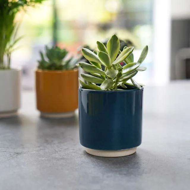 Blue Enos Cacti Pot