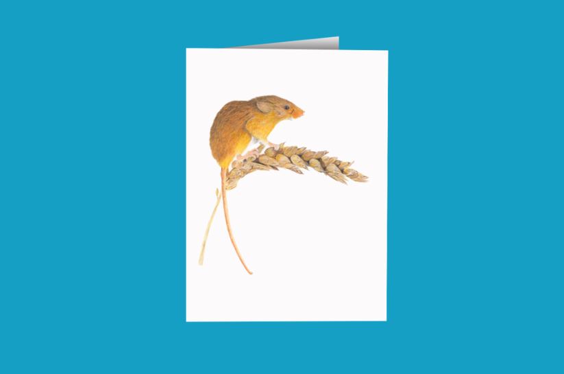 Harvest Mouse Greetings Cards