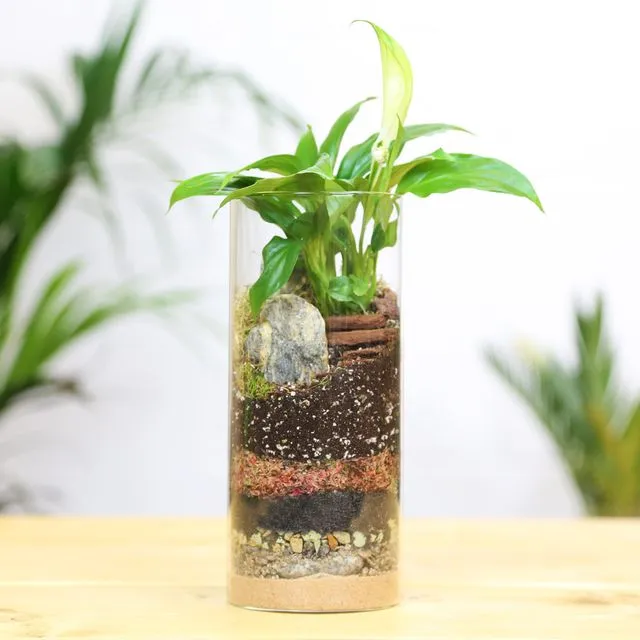 Peace Lily Cylinder