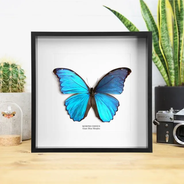 Giant Blue Morpho Real Butterfly Frame
