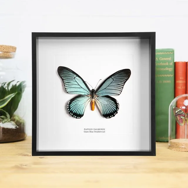 Giant Blue Swallowtail Butterfly Frame