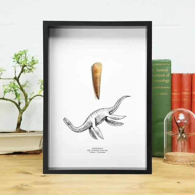 Dinosaur Plesiosaur Fossil Tooth & Illustration Frame