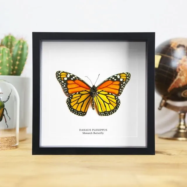 Monarch Butterfly Frame