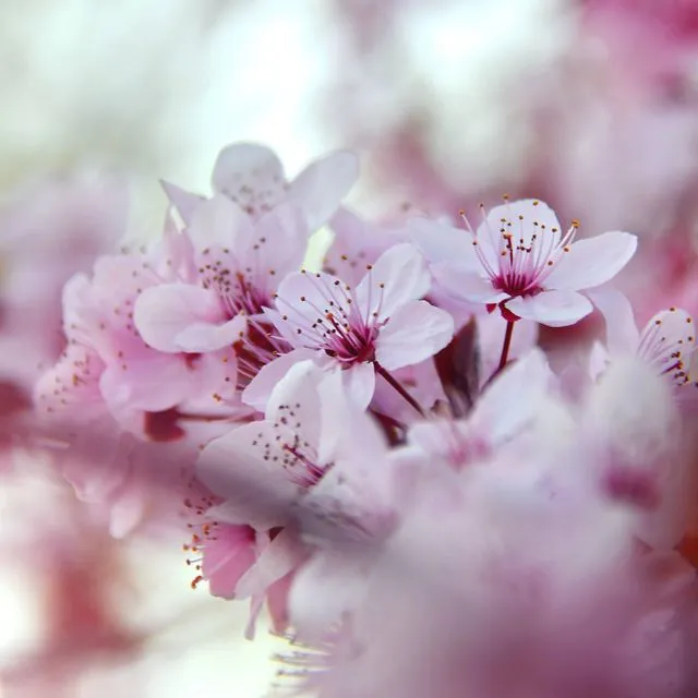 Suspension parfumée Fleur de cerisier