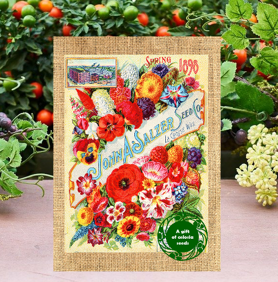 Greeting card with a gift of seeds - Vintage Celosia Card