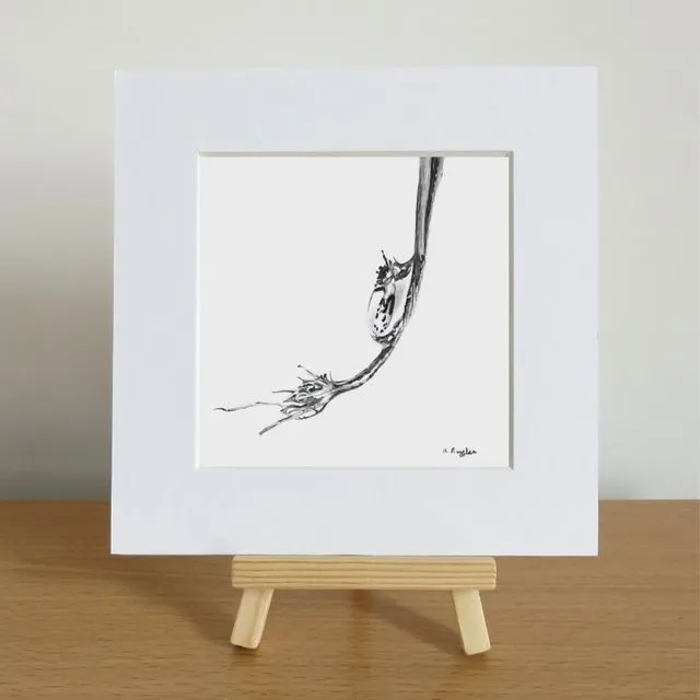 Birds Egg droplet limited edition print with mount.