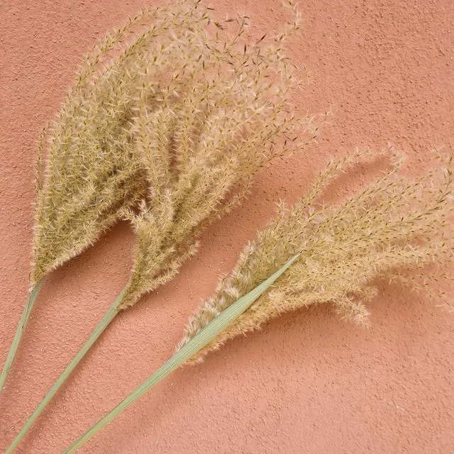 Miscanthus grass, dried natural fluffy grass, pampas