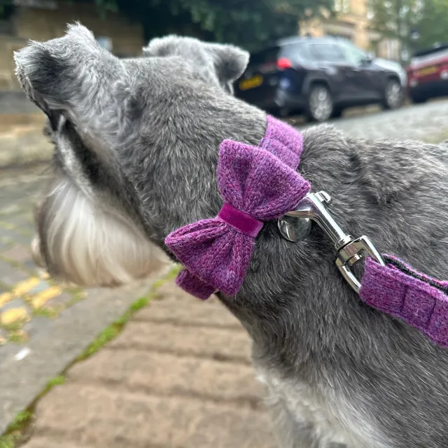 Parma - AW23 Collection - Dog Bow Tie