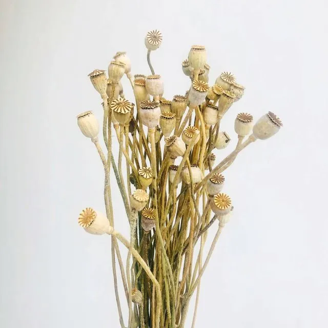 2023 Hot Selling Dry Flowers Corn Poppy Flower Pods For Home/Wedding Decoration Flowers
