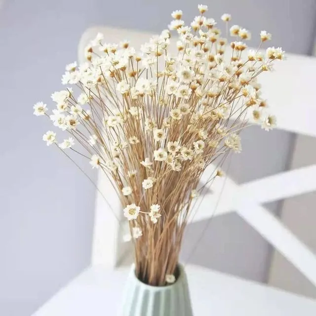 Wedding Dried Flower Arrangements Preserved Little Star Flower Dried Flowers Glixia