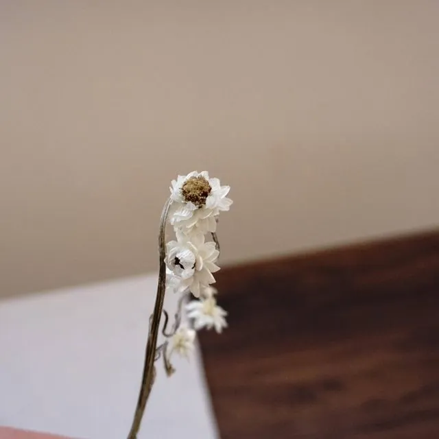 Dried chrysanthemum,dried flower .