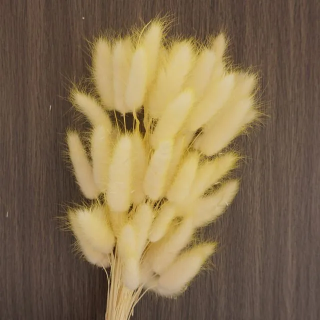 Dried flower bunny tails grass yellow color