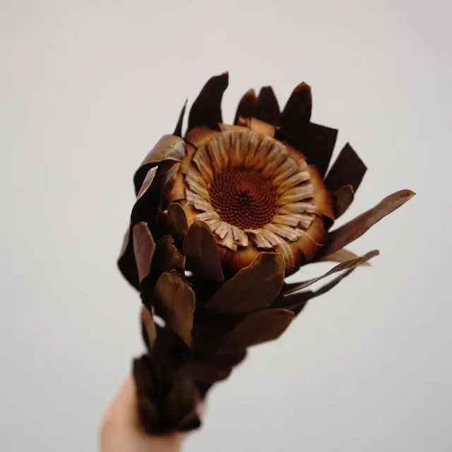 Dried sunflower,dried flower ,brown color flower