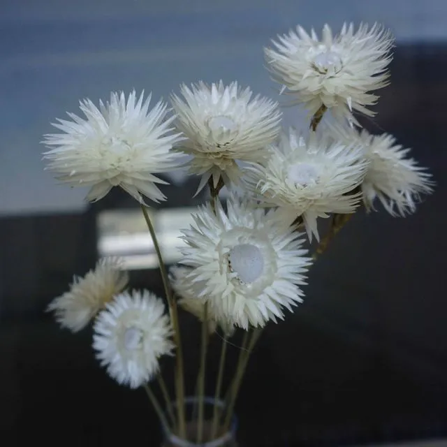 Dry Syncarpha vestita flower, DIY flower materials,dreid flower