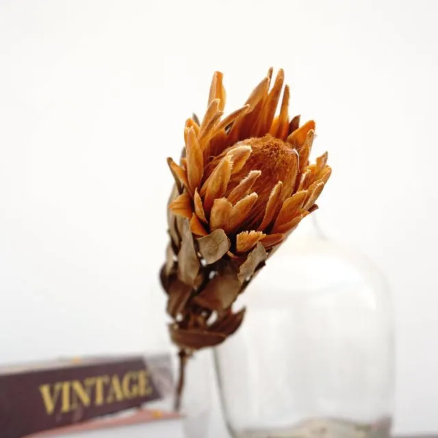 Protea cynaroides，dried flower ,home decor
