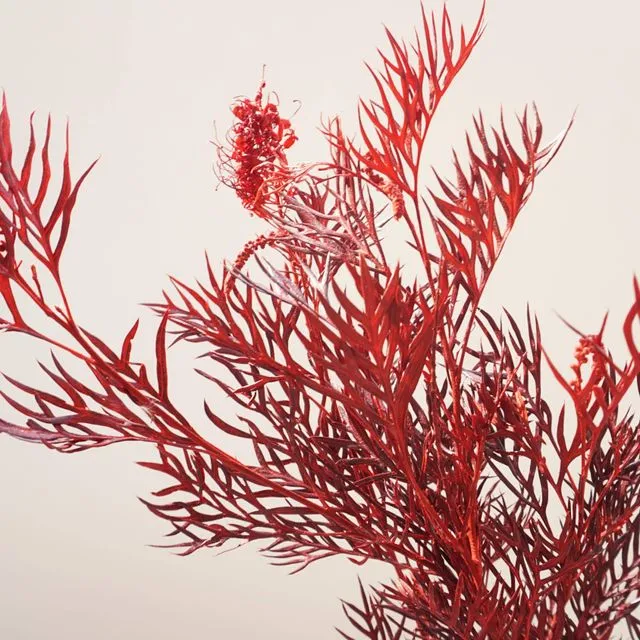 Red color preserved flower