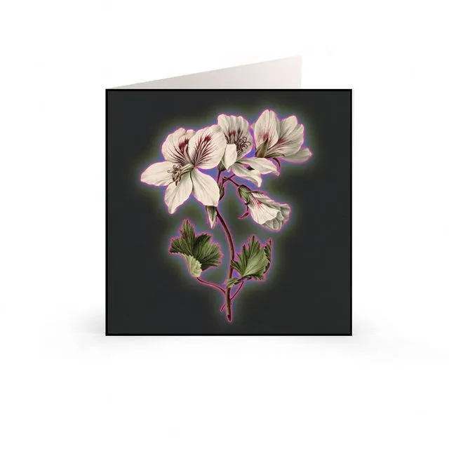 Greetings Cards: Modern Floral Print - Geranium Halo
