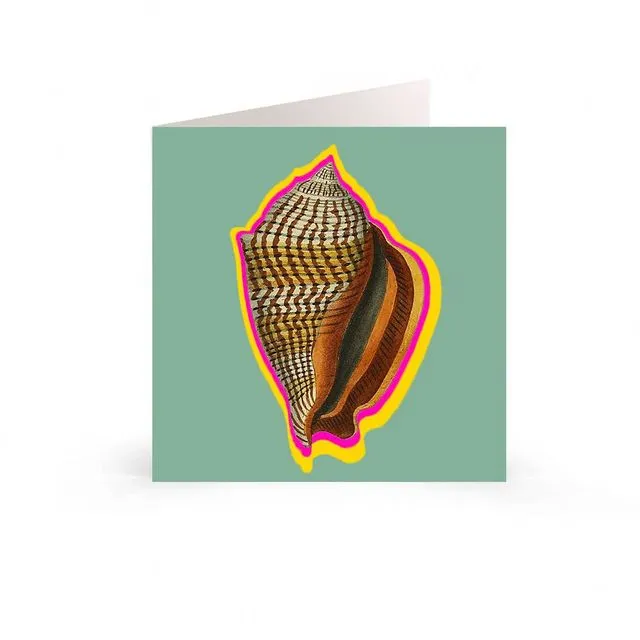 Greetings Cards: Conch Sea Life Collection - Disco Shell