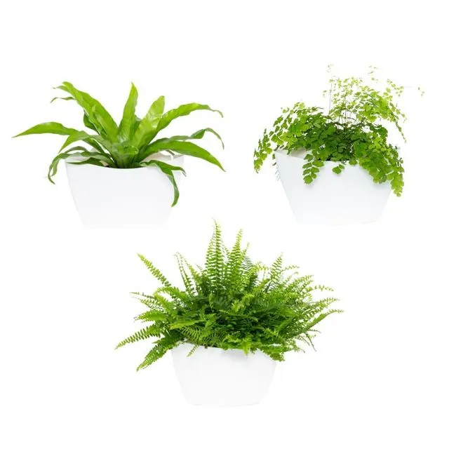 CitySens Vertical Garden: Pack of 3 Self-Watering Planters
