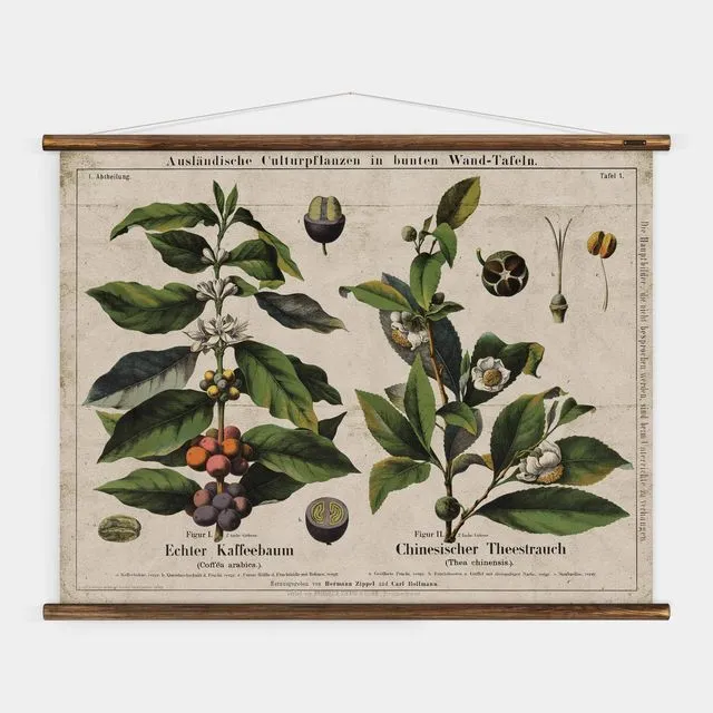 Coffee &amp; Tea - Botanical Wall Chart