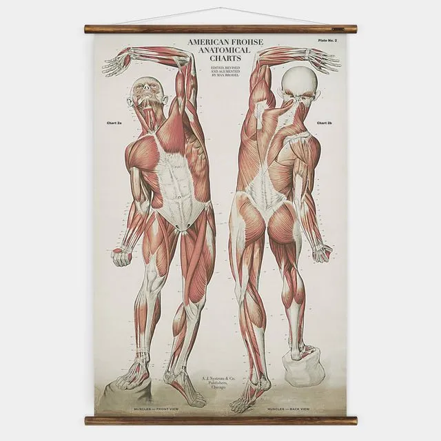 Frohse Plate No 2 - Anatomical Wall Chart