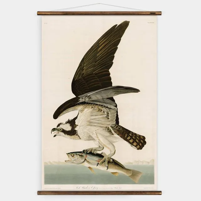 Hawk with Fish - Wall Chart
