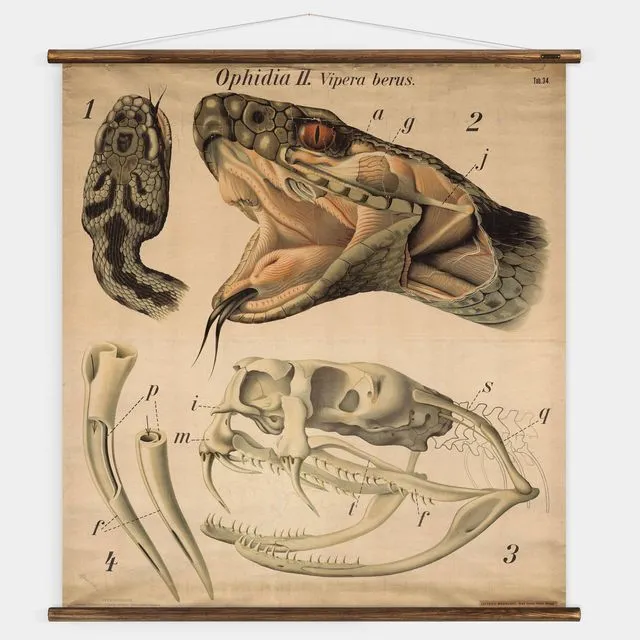 Pfurtscheller Snake - Zoological Wall Chart
