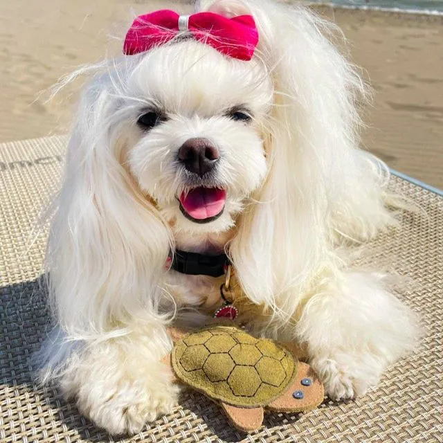 Natural toy for dog TURTLE in suede