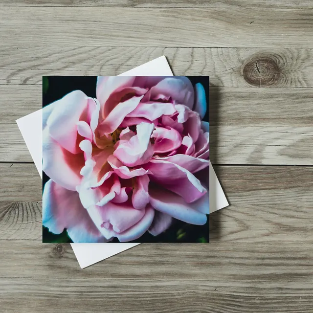 Greeting Card - Flowers - Pink Rose