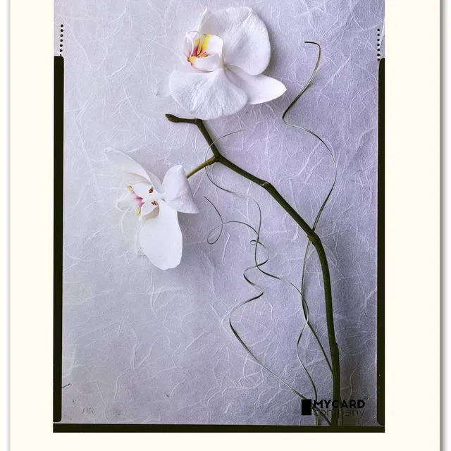 Artcard - orchid (phalaenopsis amabilis) on paper
