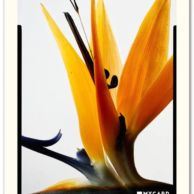 Artcard - bird of paradise (Strelitzia Reginae) #2