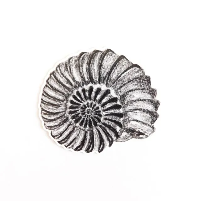 Ammonite Sticker - Eco Paper Sticker