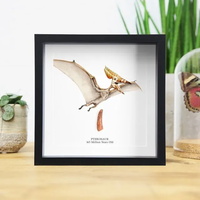 Dinosaur Pterodactyl Fossil Tooth & WC Illustration Frame