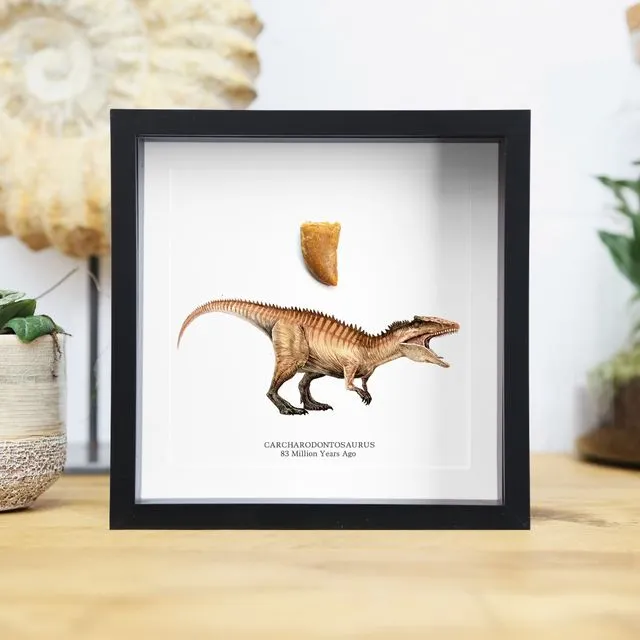 Dinosaur African Tyrannosaurus Rex Fossil Tooth & WC Illustration Frame