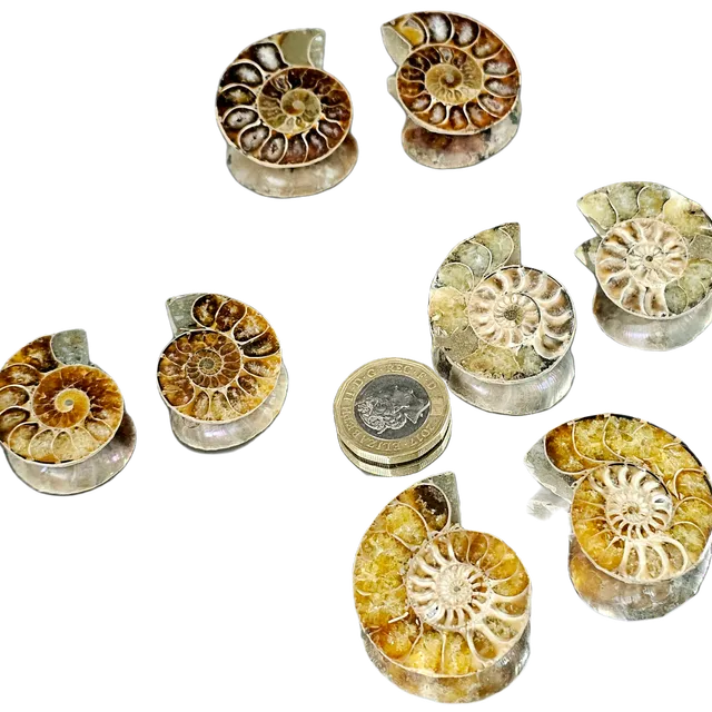 Small Ammonite Crystal Fossil Pairs 3-4 cm