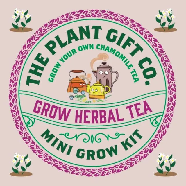 Herbal Tea Eco Grow Your Own Chamomile Plants