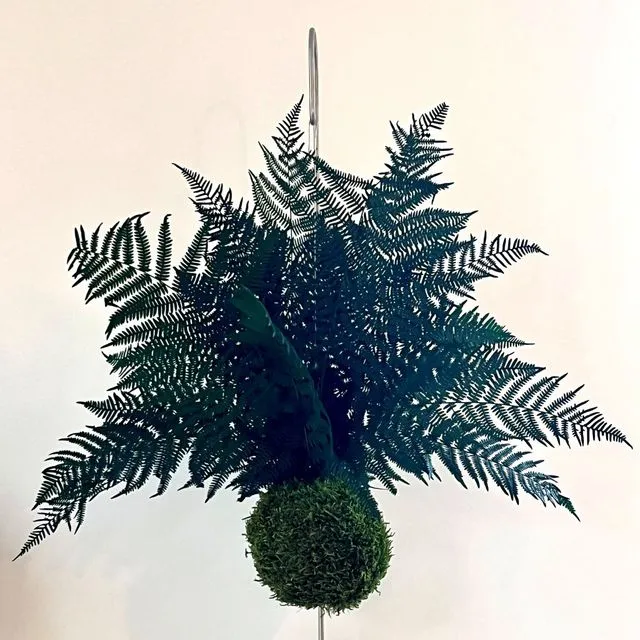 Kokedama with Stabilized Moss and Eagle Fern