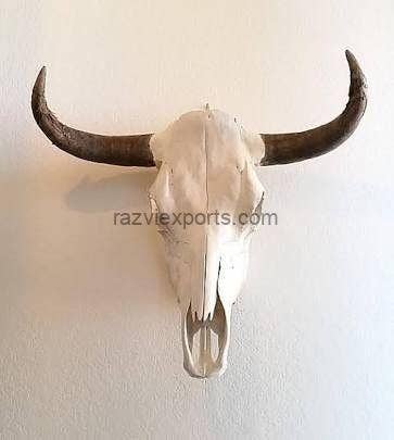 Real Buffalo Bison Skull With Horns - Razvi Exports