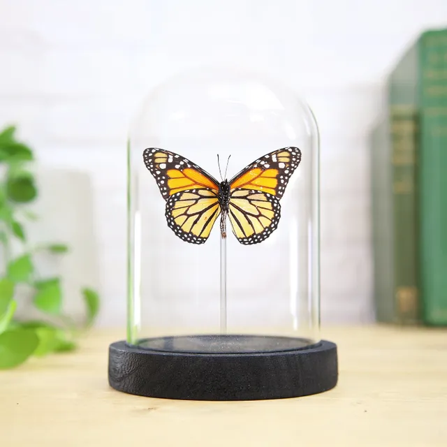 Monarch Butterfly (Danaus plexippus) Glass Bell Jar