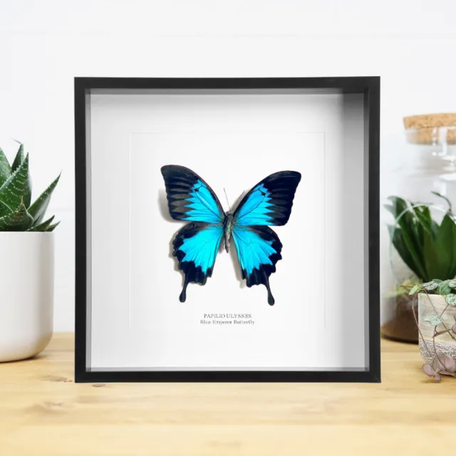 Blue Emperor (Papilio Ulysses) Handcrafted Box Frame