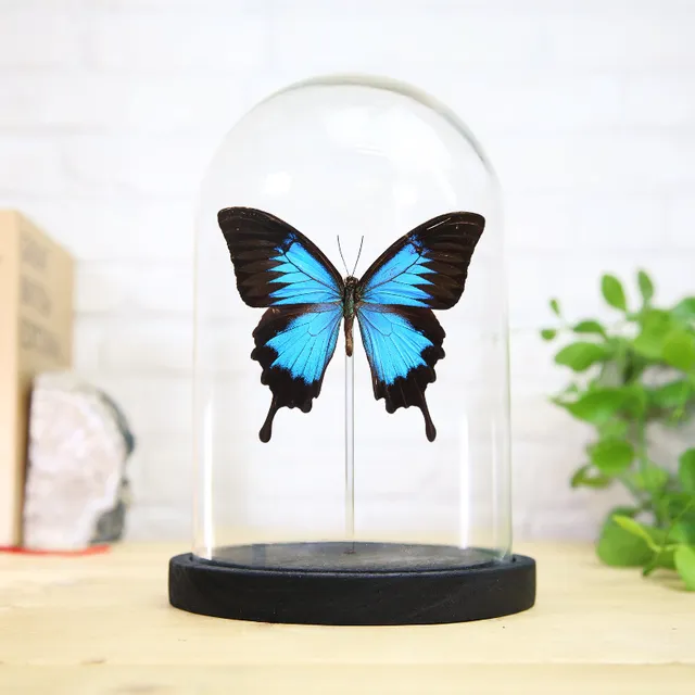 Blue Emperor (Papilio Ulysses) Glass Bell Jar