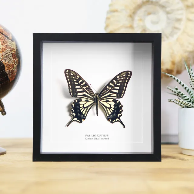 Chinese Yellow Swallowtail (Papilio xuthus) Handcrafted Box Frame