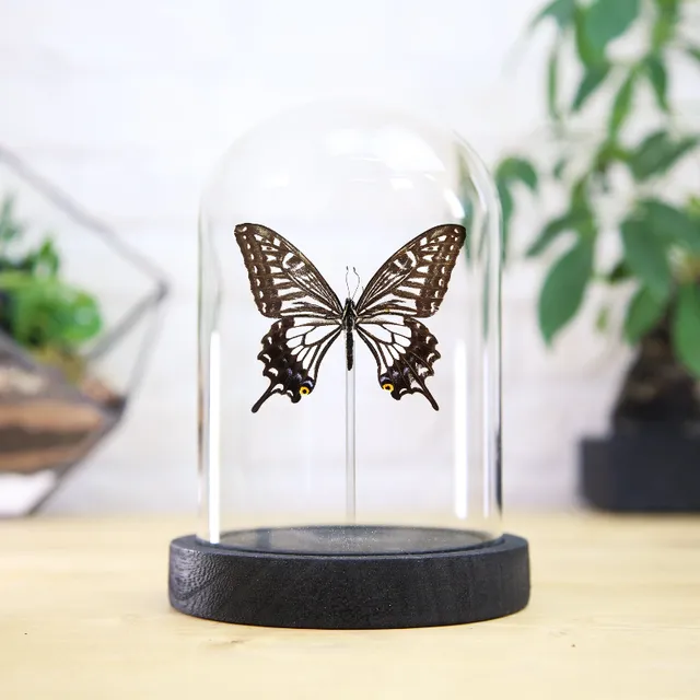 Chinese Yellow Swallowtail (Papilio xuthus) Glass Bell Jar (Copy)