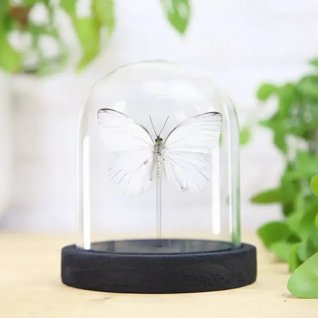 Costa Rican White Butterfly Glass Bell Jar