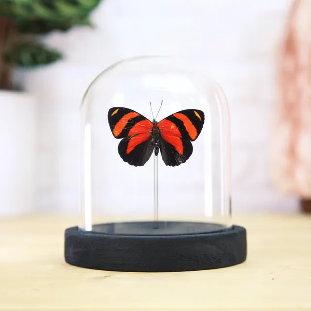 Orange 88 Butterfly (Callicore cynosura) Glass Bell Jar - Ventral Side