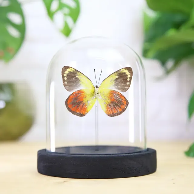 Delias Caeneus Butterfly Glass Bell Jar