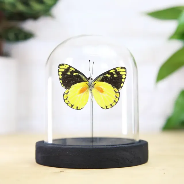 Delias Lemoulti Butterfly Glass Bell Jar (Copy)