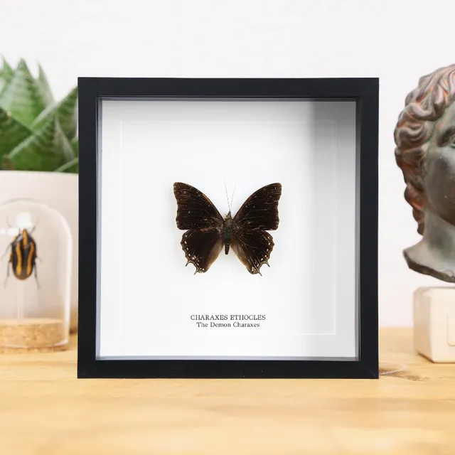 Demon Charaxes (Charaxes ethocles) Handcrafted Box Frame (Copy)