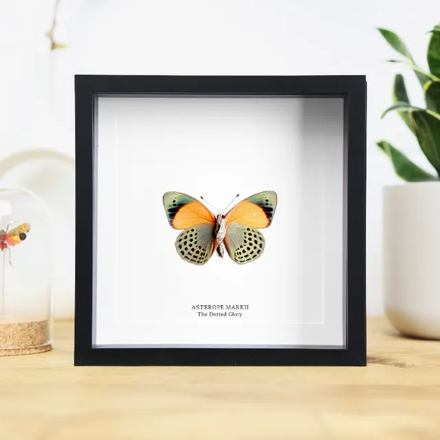 Dotted Glory (Asterope Markii) Handcrafted Box Frame (Copy)