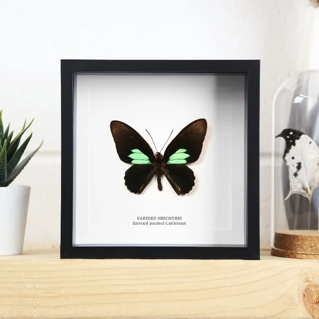 Emerald Sweetheart (Parides Sesostris) Handcrafted Box Frame (Copy)